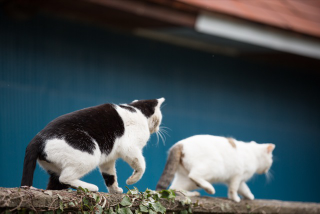 Illustration for article titled The Perfect Beauty of Cat Island